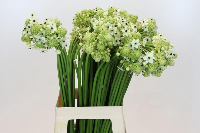 <h4>Ornithogalum Saundersiae</h4>