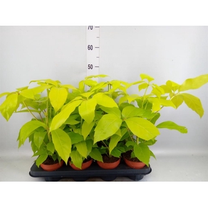 Schefflera actin.