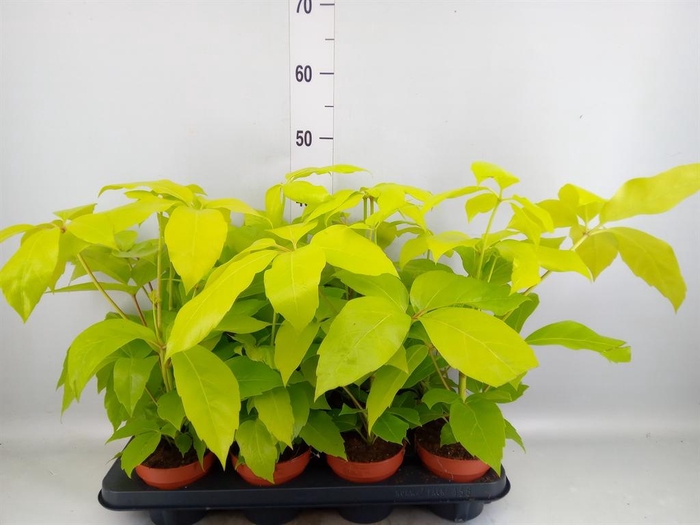 <h4>Schefflera actin.</h4>