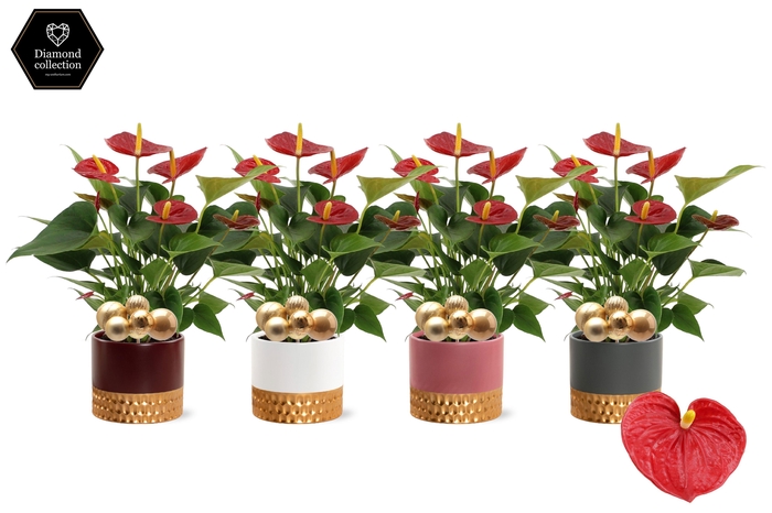 <h4>Anthurium Diamond Red in Frederique ceramics + stabber</h4>