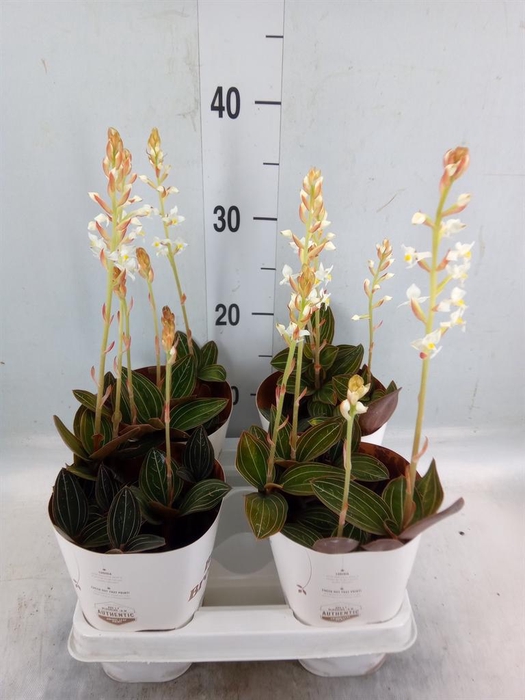 Phalaenopsis   ...white