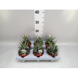 Haworthia fasciata 'Big Band'