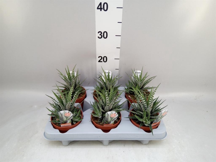 <h4>Haworthia fasciata 'Big Band'</h4>