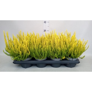 Calluna vulg. 'Skyline Miami'
