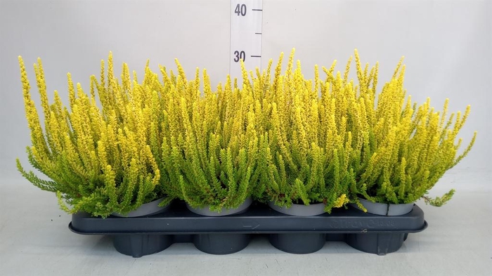 Calluna vulg. 'Skyline Miami'