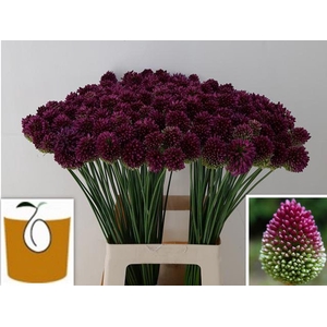 ALLIUM SPHAEROCEPHALON ALLIUM SPHAE