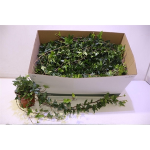 arr8 Hed He Shamrock Lange Rank