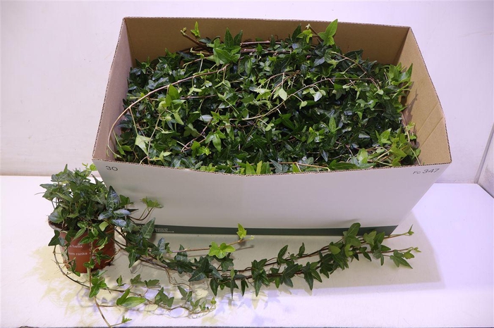 <h4>arr8 Hed He Shamrock Lange Rank</h4>