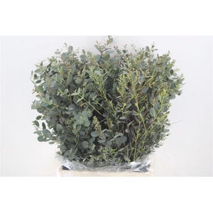 Euca Gunny Short 150gr P Bunch