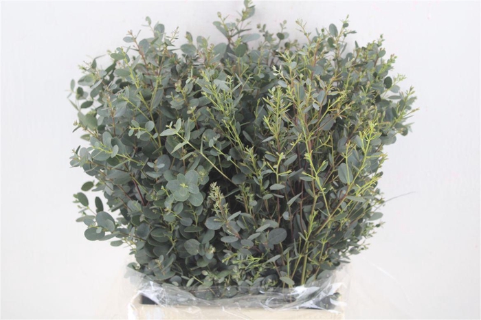 <h4>Euca Gunny Short 150gr P Bunch</h4>