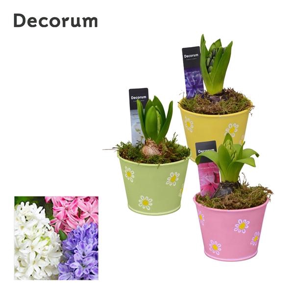 <h4>Arrangementen Hyacinthus 6%</h4>
