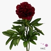 Paeonia Red Grace