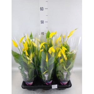 Spathiphyllum  'Bellini'