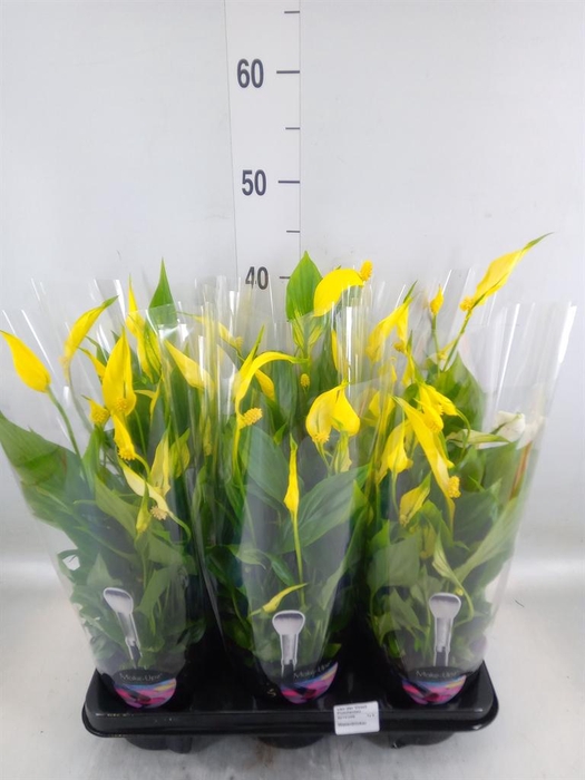 <h4>Spathiphyllum  'Bellini'</h4>