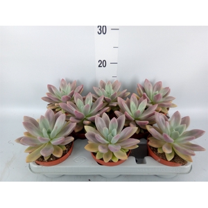 Succulents   ...