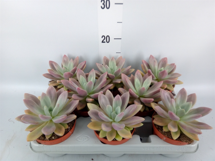 <h4>Succulents   ...</h4>