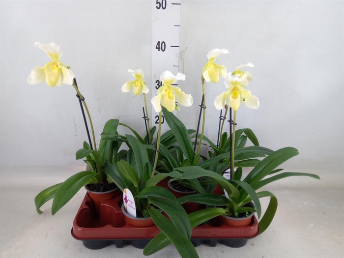 <h4>Paphiopedilum   ...</h4>