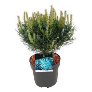 Pinus sylv. 'Watereri'