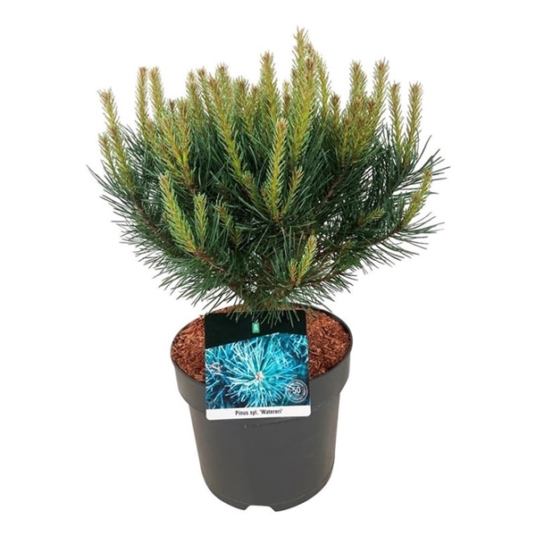 <h4>Pinus sylv. 'Watereri'</h4>