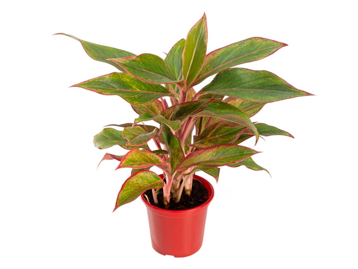 <h4>AGLAONEMA CRETA P11</h4>