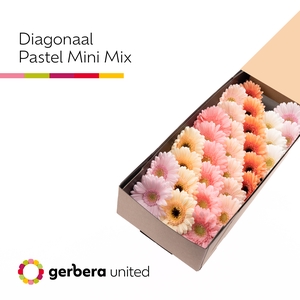 Germini Mix Pastel Doos