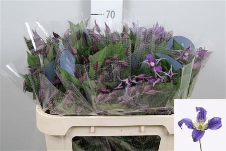 <h4>Clematis diversif. 'Blue Pirouette'</h4>
