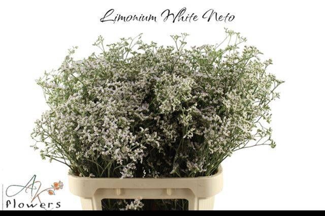 <h4>LIM WHITE NETO</h4>