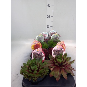 Sempervivum  'ChickCh'   ...mix