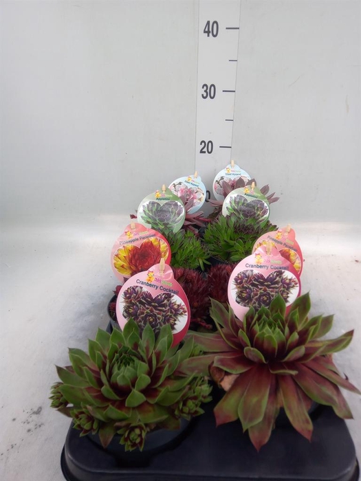 <h4>Sempervivum 'ChickCh' ...mix</h4>