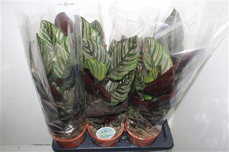 <h4>Calat Ornata</h4>