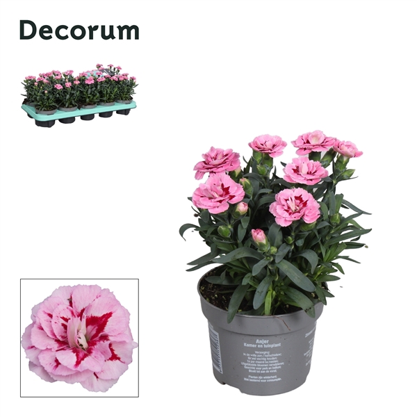 <h4>Dianthus - 10,5 cm - Oscar Pink and Purple - Decorum</h4>