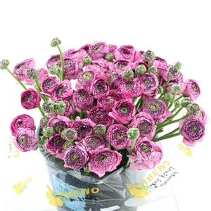 Ran Su Sr Picote Purple Super