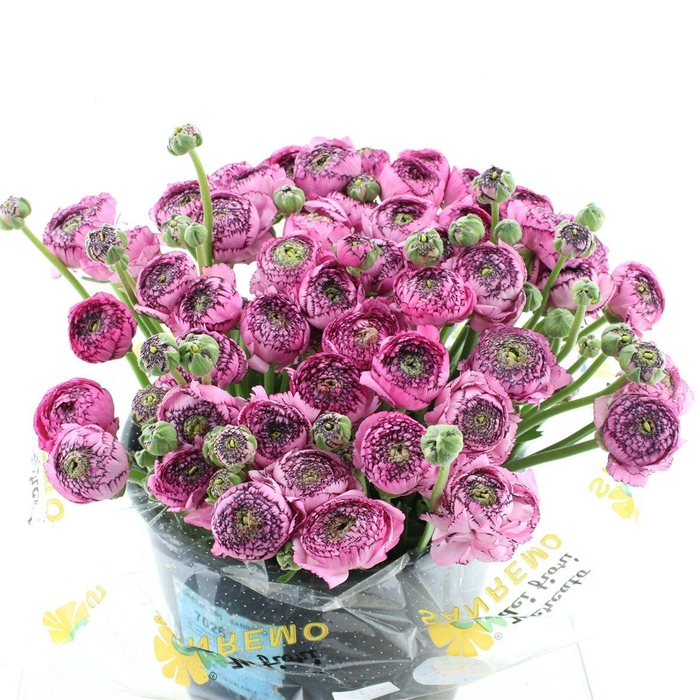 <h4>Ran Su Sr Picote Purple Super</h4>