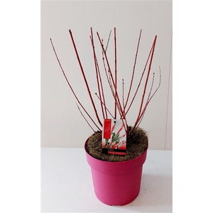 Salix Flamingo bush P19 roze pot