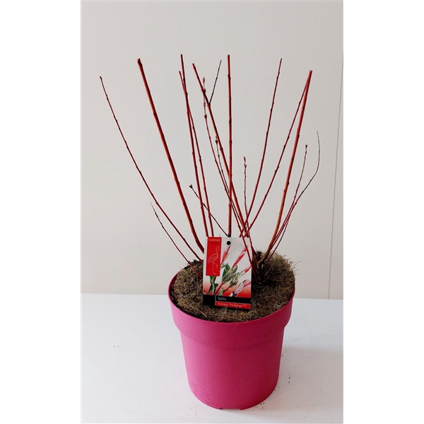 <h4>Salix Flamingo bush P19 roze pot</h4>