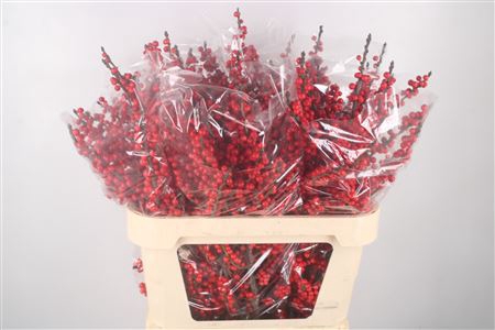 <h4>Ilex Verticilata Red</h4>