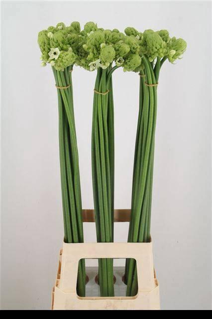 <h4>Ornit Saundersiae</h4>