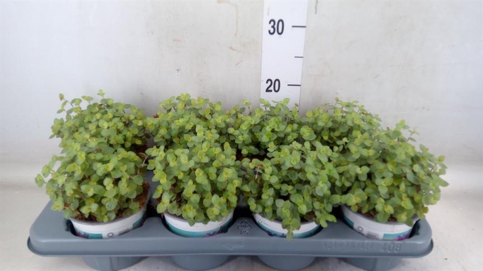 <h4>Callisia repens</h4>