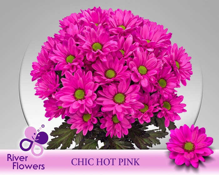 <h4>CHR T CHIC KLB H%</h4>