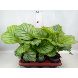 Calathea orbifolia