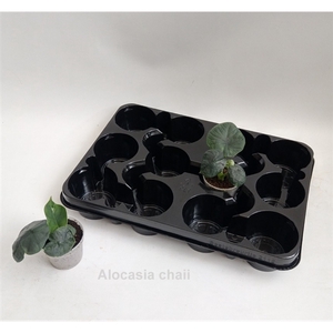 Alocasia chaii 7cm