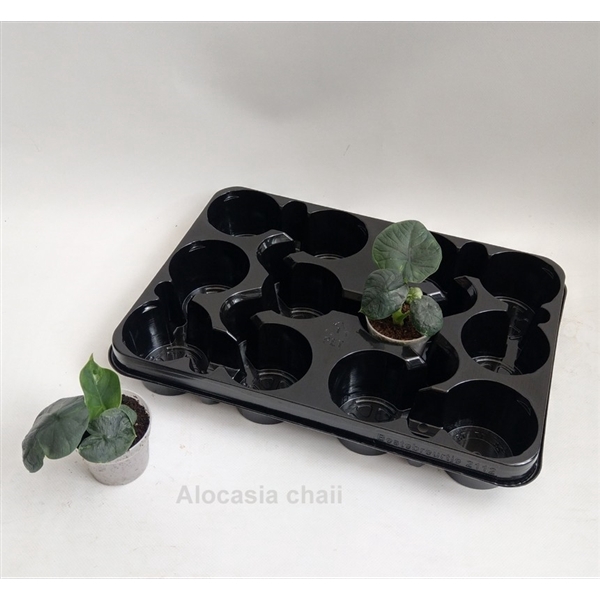 <h4>Alocasia chaii 7cm</h4>