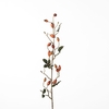 AF Rosehip Zaffiro Sp L84cm Or