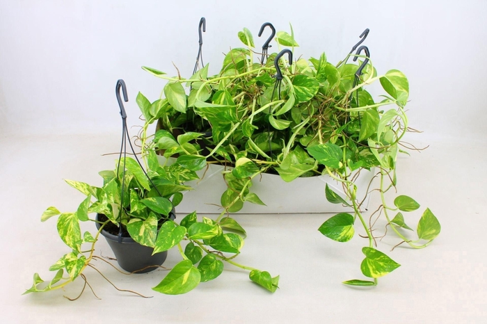 <h4>Epipremnum Hawaien 17cm HP</h4>