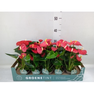 Anthurium andr. 'Valentino'