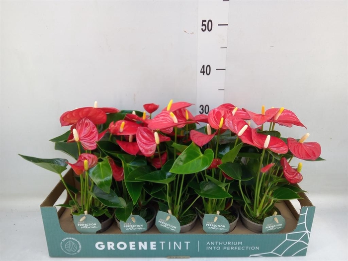 <h4>Anthurium andr. 'Valentino'</h4>