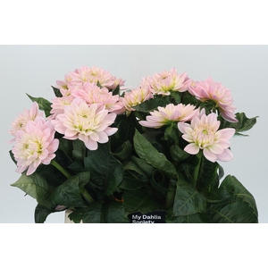 Dahlia Princess Kate