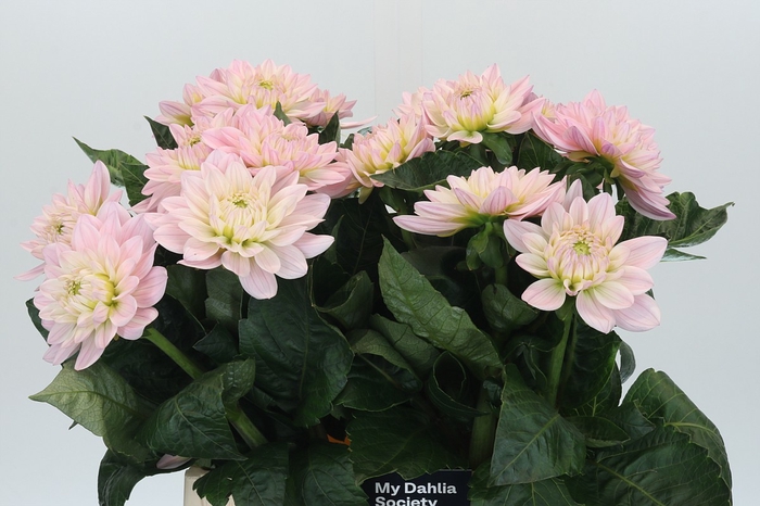 <h4>Dahlia Princess Kate</h4>