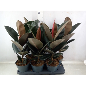 Ficus elastica 'Abidjan'