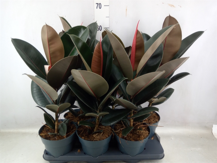 <h4>Ficus elastica 'Abidjan'</h4>